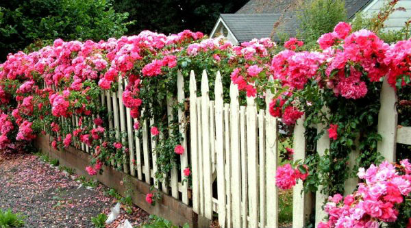17072012hangraohoa5 d6169 thiết kế hàng rào hoa   điểm nhấn lãng mạn cho ngôi nhà